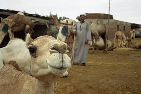 Tour to Camel Market of Birqash